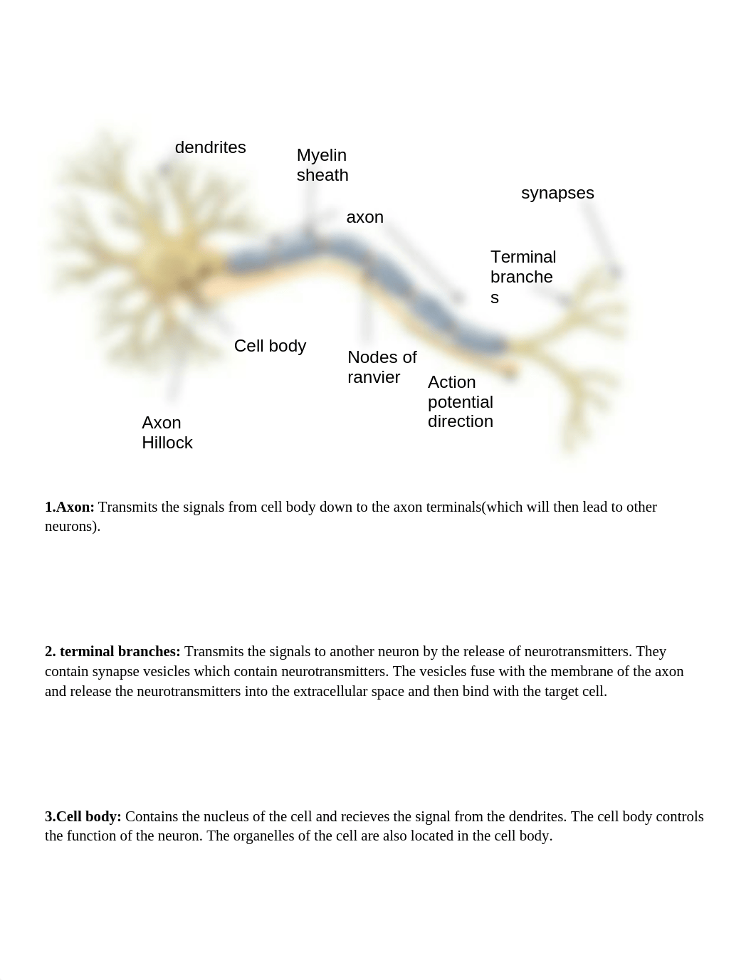 The Structure and Function of a Neuron (1)_dom690jd6w0_page1