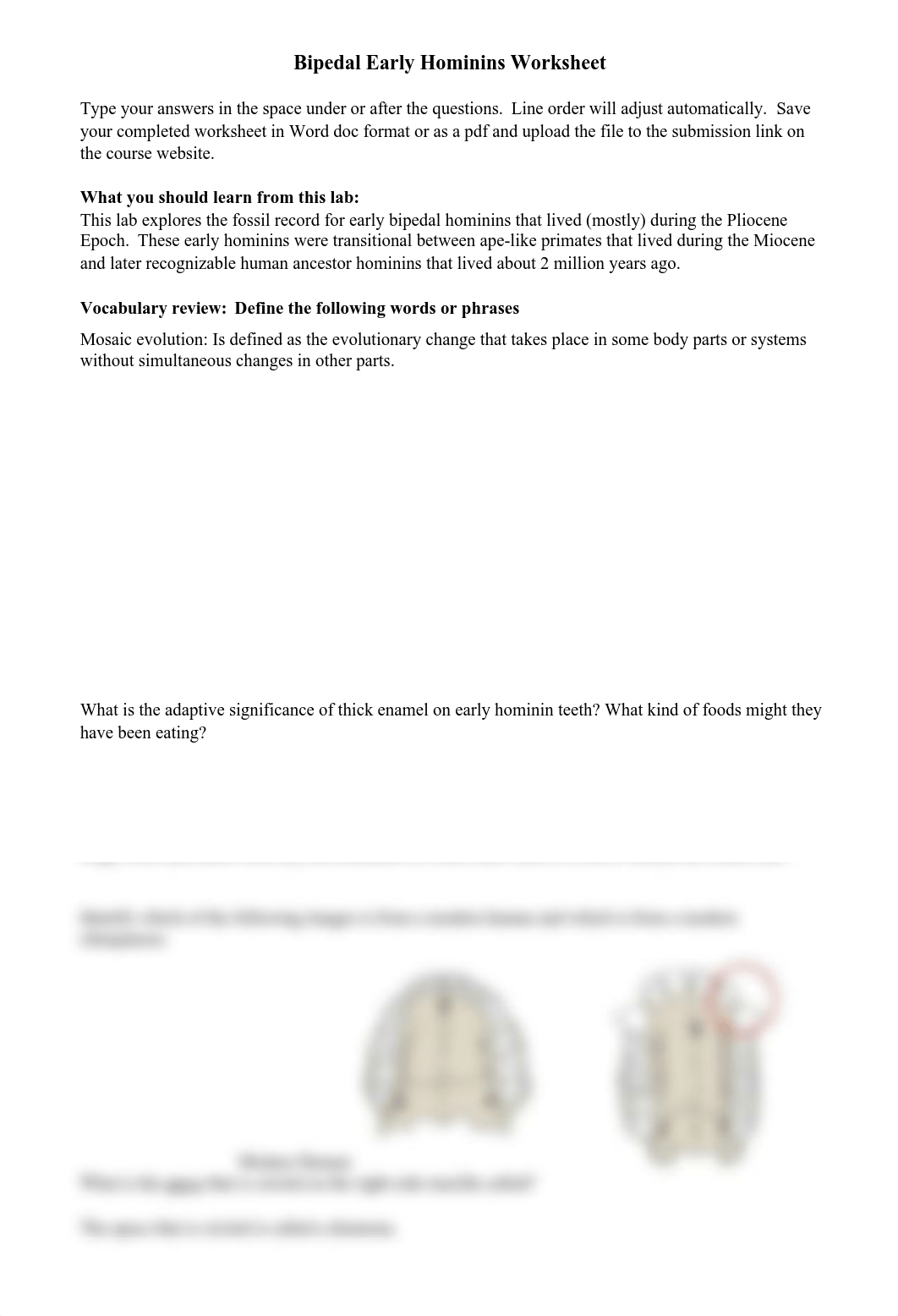 12-Bipedal Early Hominins Worksheet (1) (1).pdf_doma04c4o41_page1