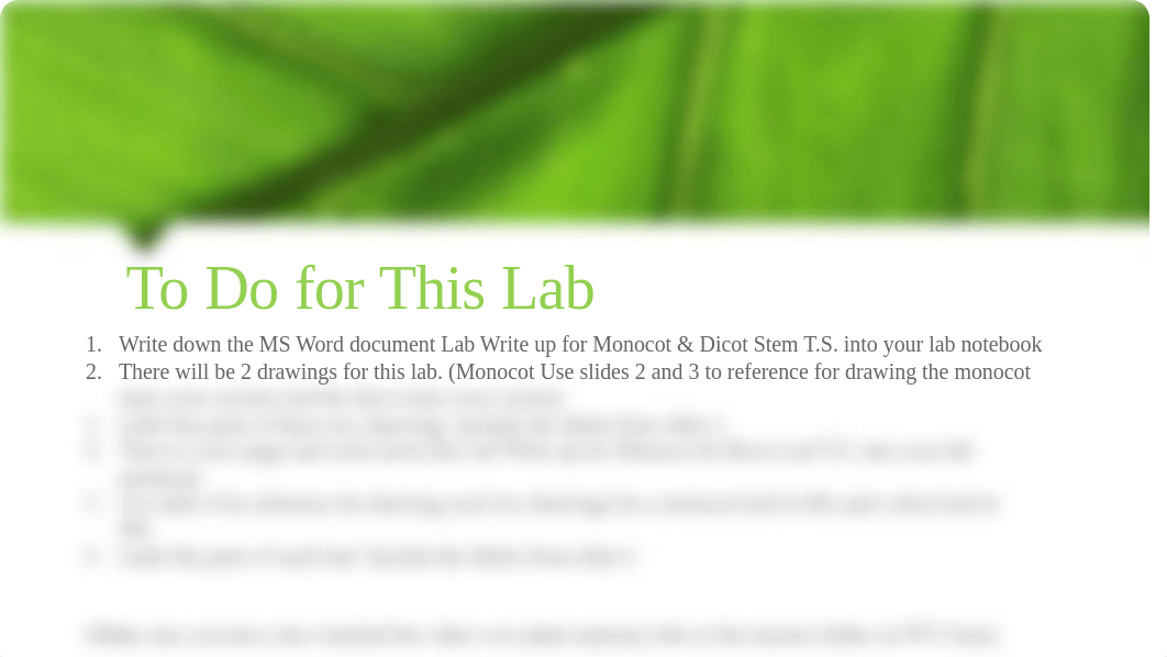Monocot and Dicot Stem and Leaf(1) (1) (2) (1).pptx_don01yoh6hm_page5