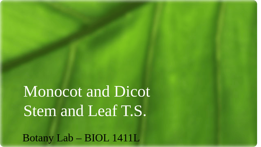 Monocot and Dicot Stem and Leaf(1) (1) (2) (1).pptx_don01yoh6hm_page1