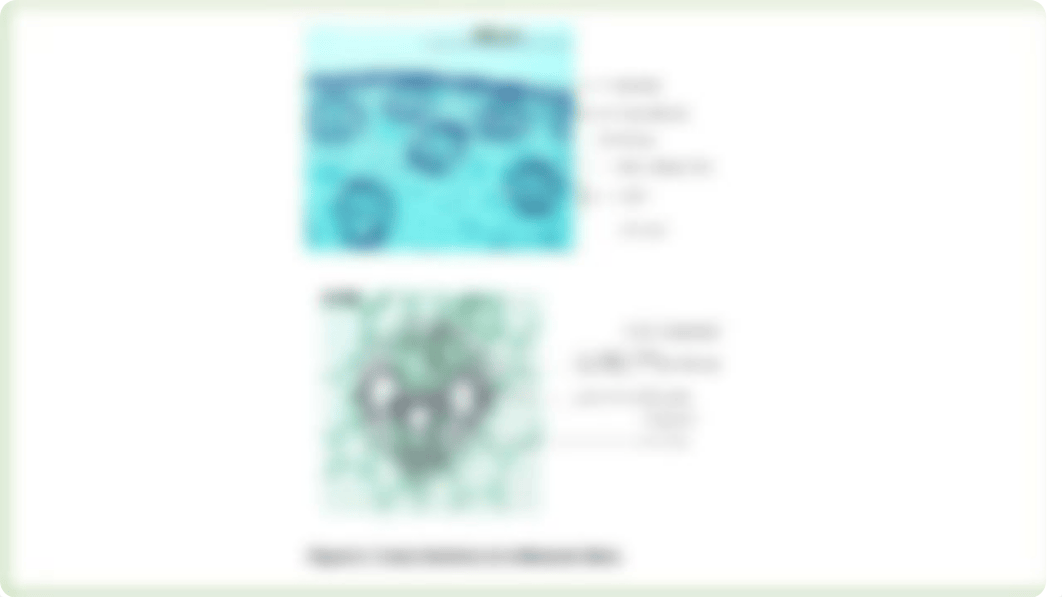 Monocot and Dicot Stem and Leaf(1) (1) (2) (1).pptx_don01yoh6hm_page3