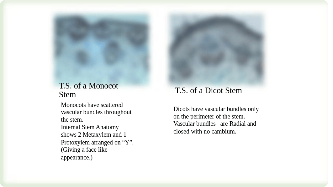 Monocot and Dicot Stem and Leaf(1) (1) (2) (1).pptx_don01yoh6hm_page2