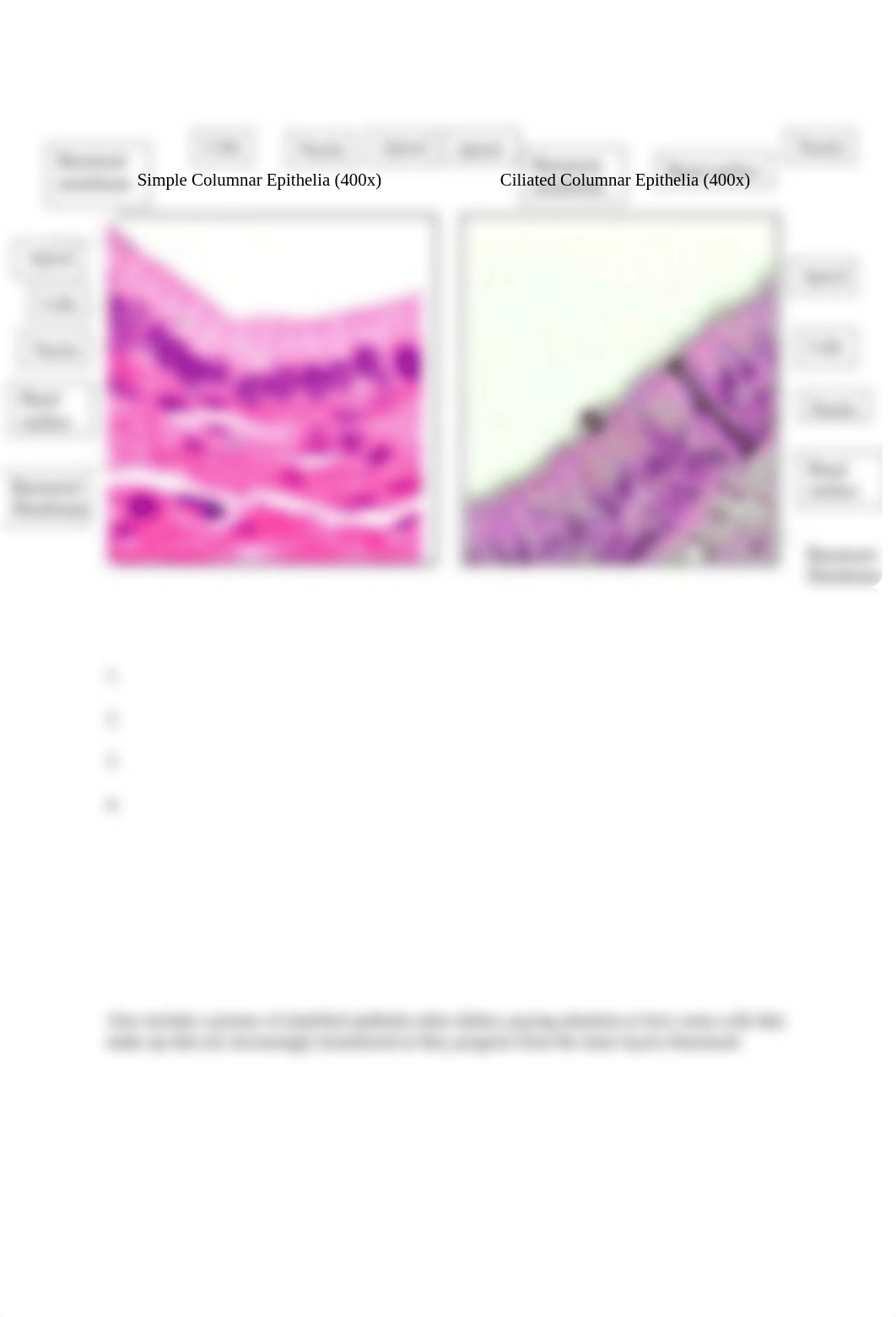 Lab 4 - Histology Lab.docx_doncmjg8gf1_page2