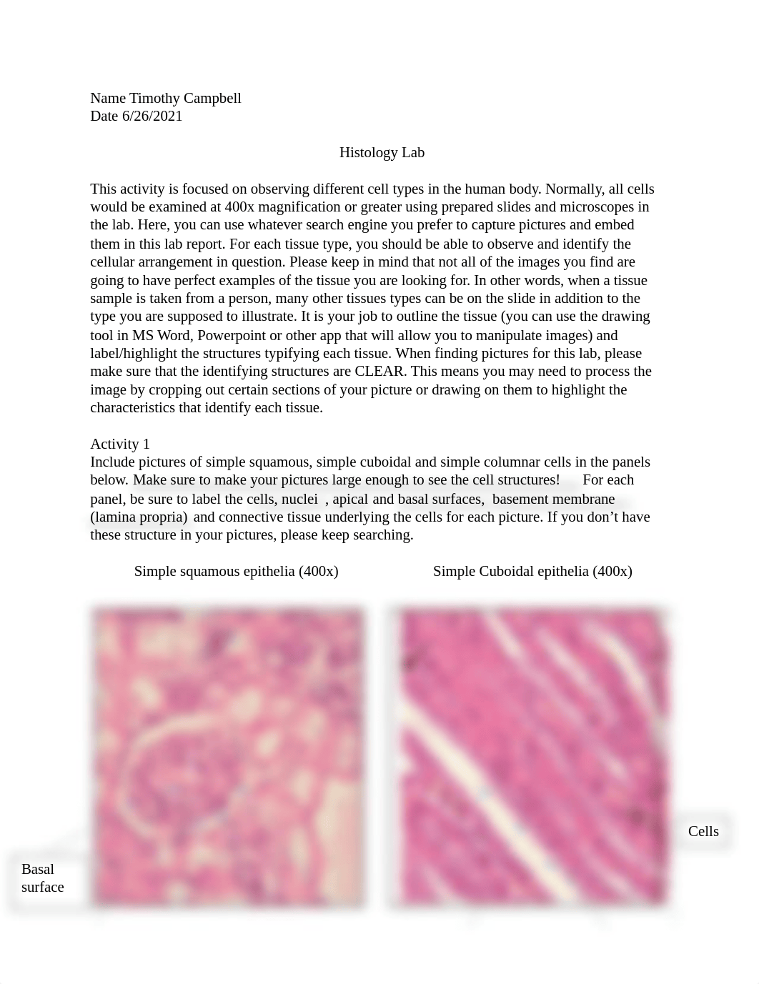 Lab 4 - Histology Lab.docx_doncmjg8gf1_page1