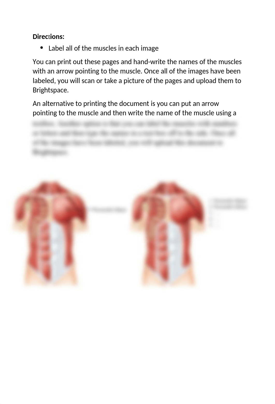 Muscle Labeling - Lab.docx_donqx1u3n3c_page2