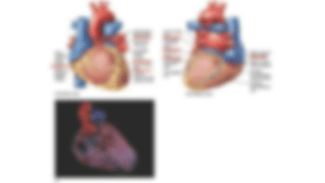 BIOL 228 Quiz 3:4_doo68dhk89n_page4