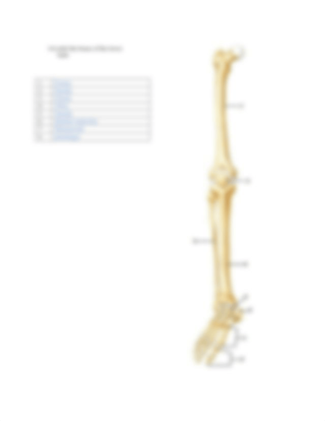 Musculoskeletal System Lab Report Activity 5 (1)_becerril with photos.docx_dop6zk5gcol_page3