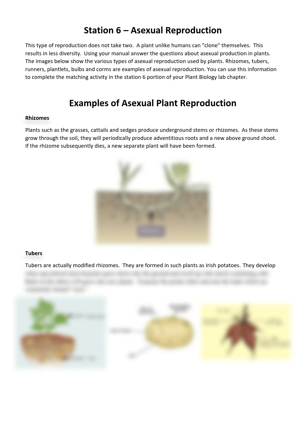 Plant Lab - Station 6 Asexual Reproduction.pdf_doqhh3txva9_page1