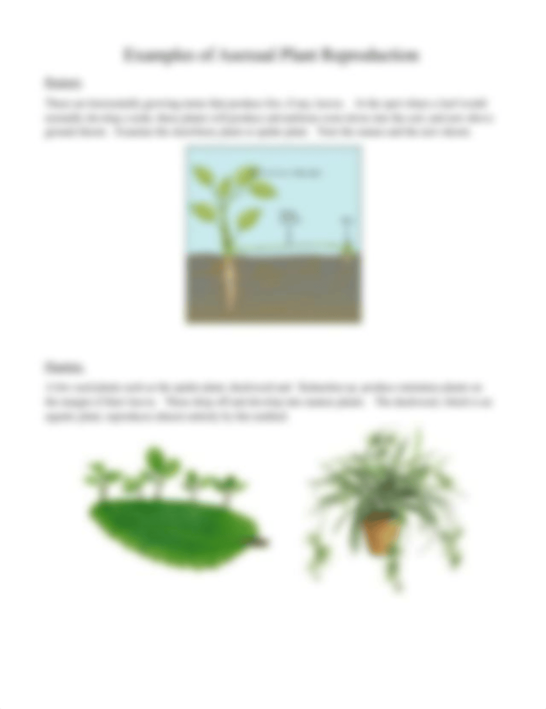 Plant Lab - Station 6 Asexual Reproduction.pdf_doqhh3txva9_page2