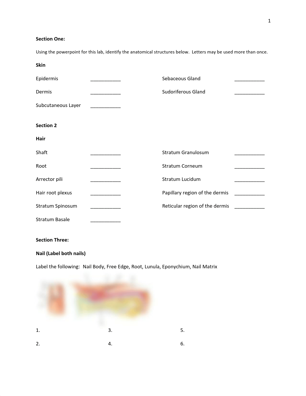 Chapter 5 integumentary system lab.pdf_doquoe5aqei_page1