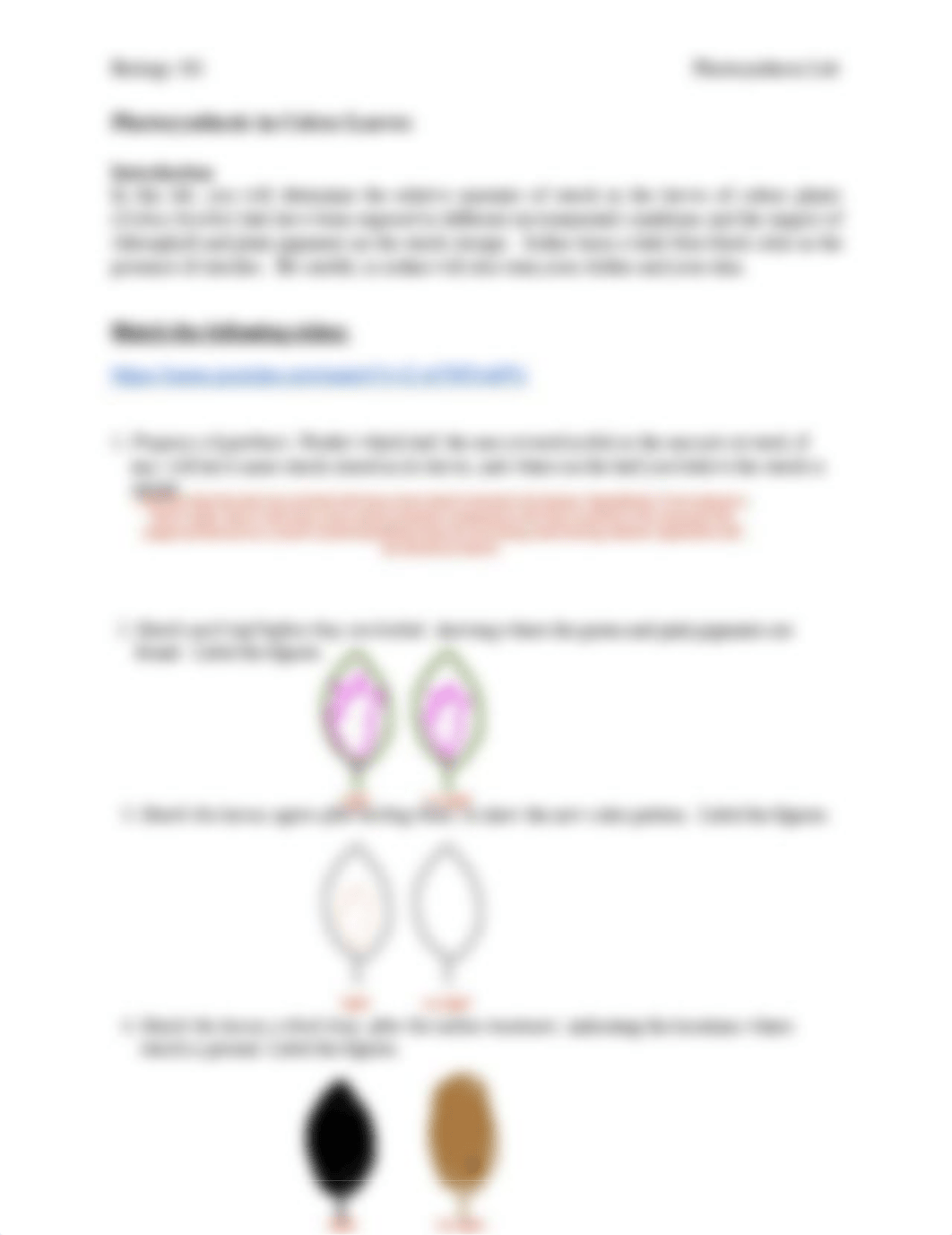 Online Photosynthesis Lab B101.pdf_doqvbg26ajw_page2