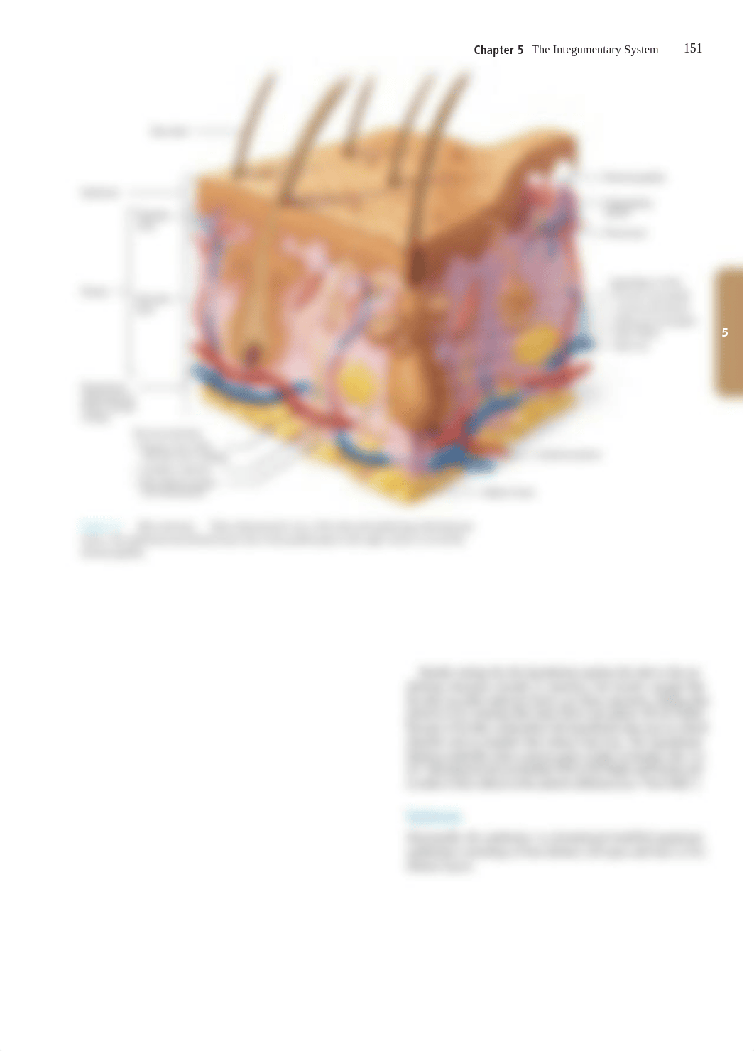 Integumentary reading.pdf_doro1jtbr1p_page2