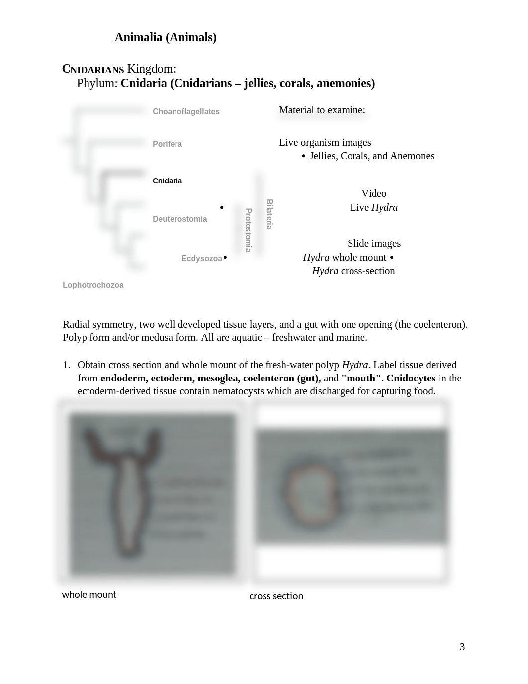 Animal Diversity Lab.docx_doruc5f38ju_page3