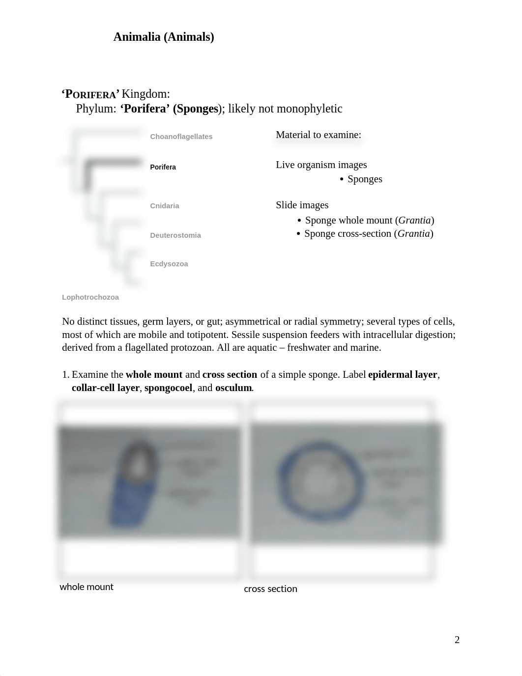 Animal Diversity Lab.docx_doruc5f38ju_page2