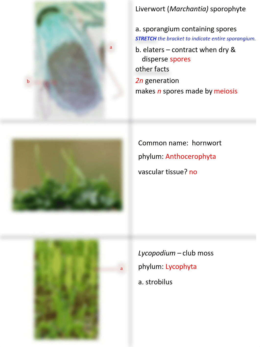 LR 12 Land Plant Survey.pdf_dot5dk2weqk_page3