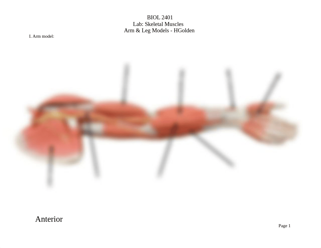 BIOL 2401 - Skeletal Muscles - Arm & Leg Models - HGolden.pdf_dot6rs03pfg_page1