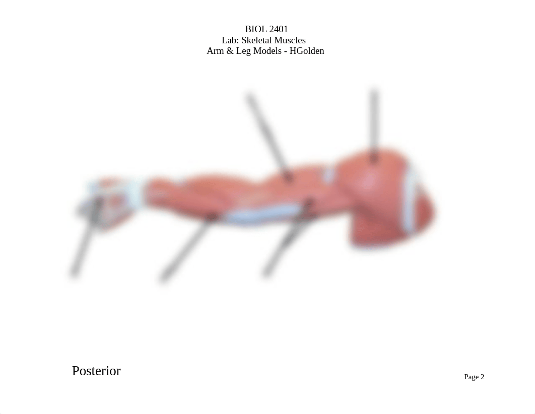 BIOL 2401 - Skeletal Muscles - Arm & Leg Models - HGolden.pdf_dot6rs03pfg_page2