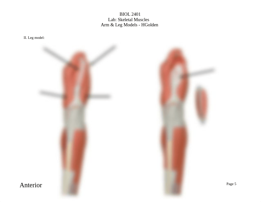 BIOL 2401 - Skeletal Muscles - Arm & Leg Models - HGolden.pdf_dot6rs03pfg_page5