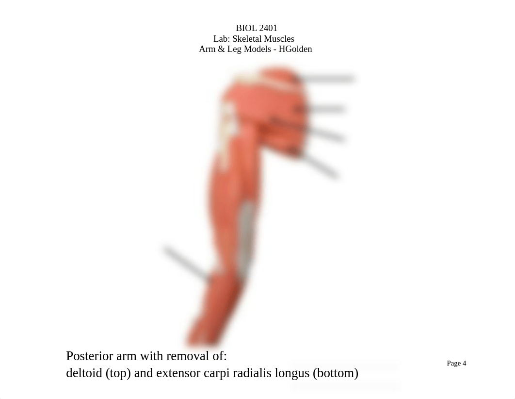 BIOL 2401 - Skeletal Muscles - Arm & Leg Models - HGolden.pdf_dot6rs03pfg_page4