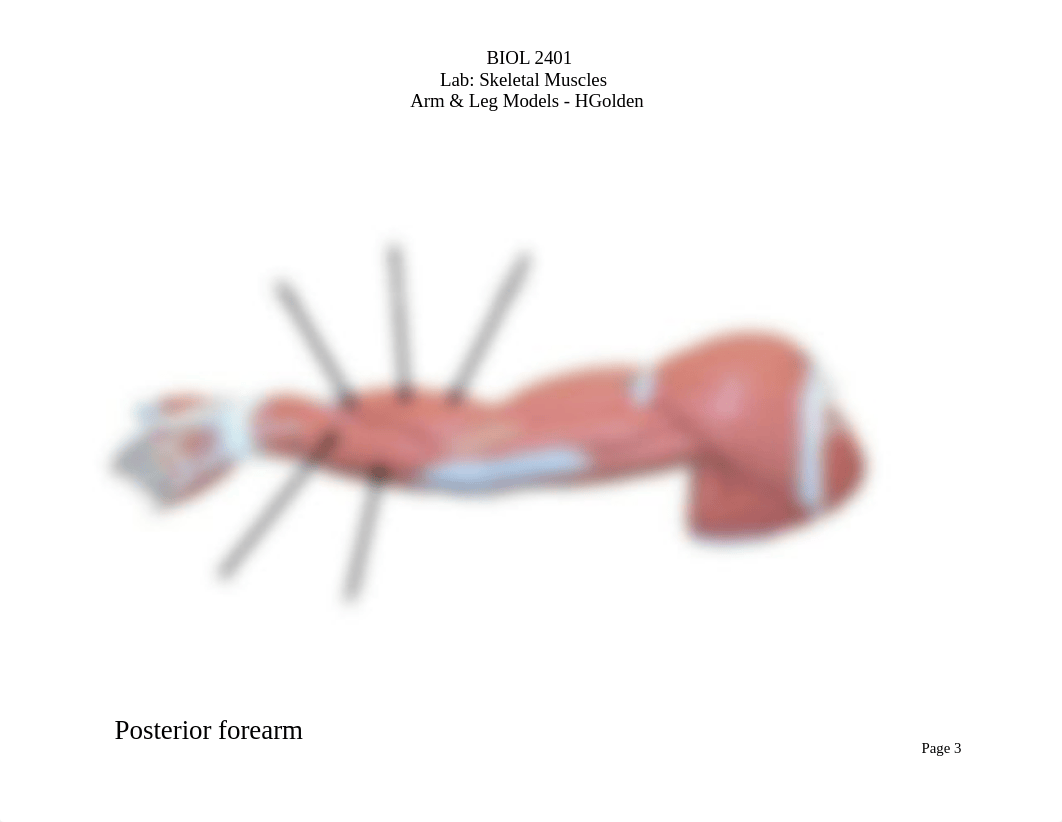 BIOL 2401 - Skeletal Muscles - Arm & Leg Models - HGolden.pdf_dot6rs03pfg_page3