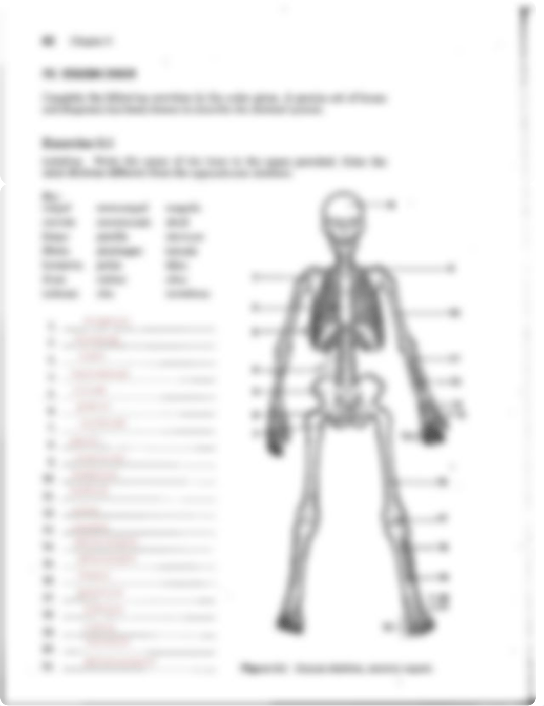 Kami Export - Carolina Da Silva Assis - Exercise 5.1 & 5.2 Axial Skeleton.pdf_dots0j8ow4e_page1