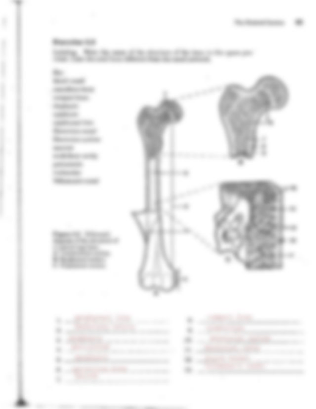 Kami Export - Carolina Da Silva Assis - Exercise 5.1 & 5.2 Axial Skeleton.pdf_dots0j8ow4e_page2