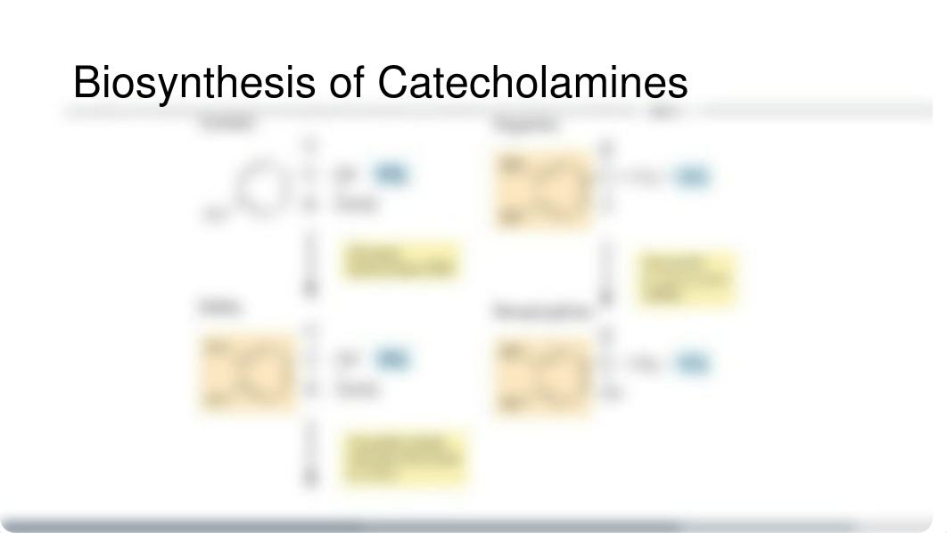 Lecture 4 - Catecholamines.pptx_dott3oq2tmn_page5