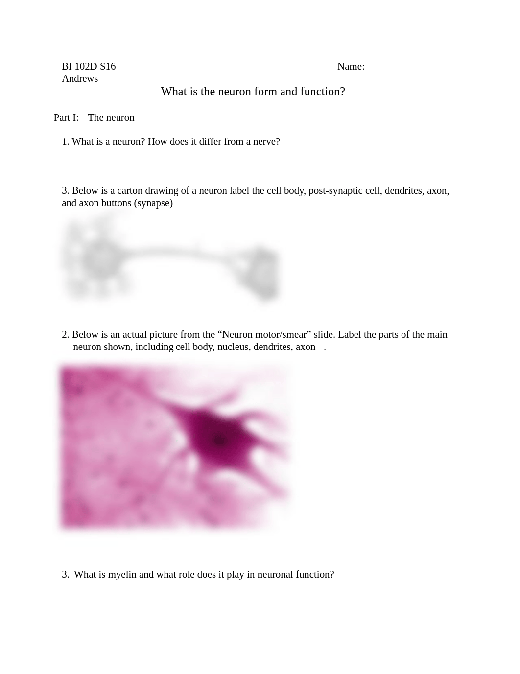 Neurons and Action Potentials (1).docx_dou0pfqc4p1_page1