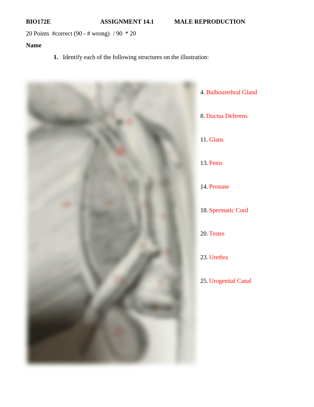 ASSN 14.1 MALE REPRODUCTION KEY.docx_dou2d3q64yr_page1