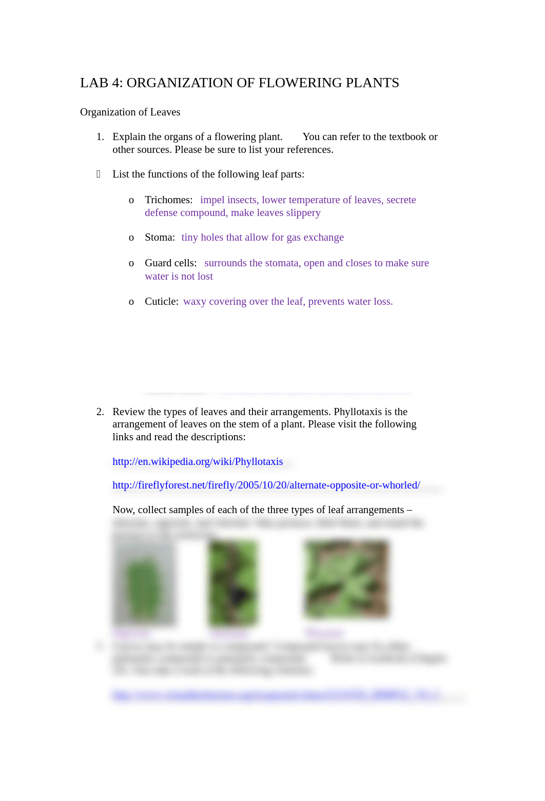 Lab 04 - Organization of Flowering Plants .docx_dou7wowm7s8_page1