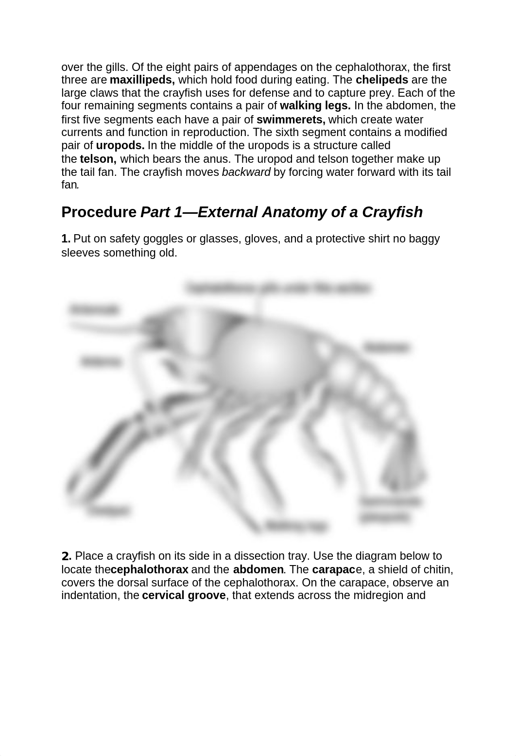 BIOL 103 Crayfish Dissection.docx_douduzozkhd_page2