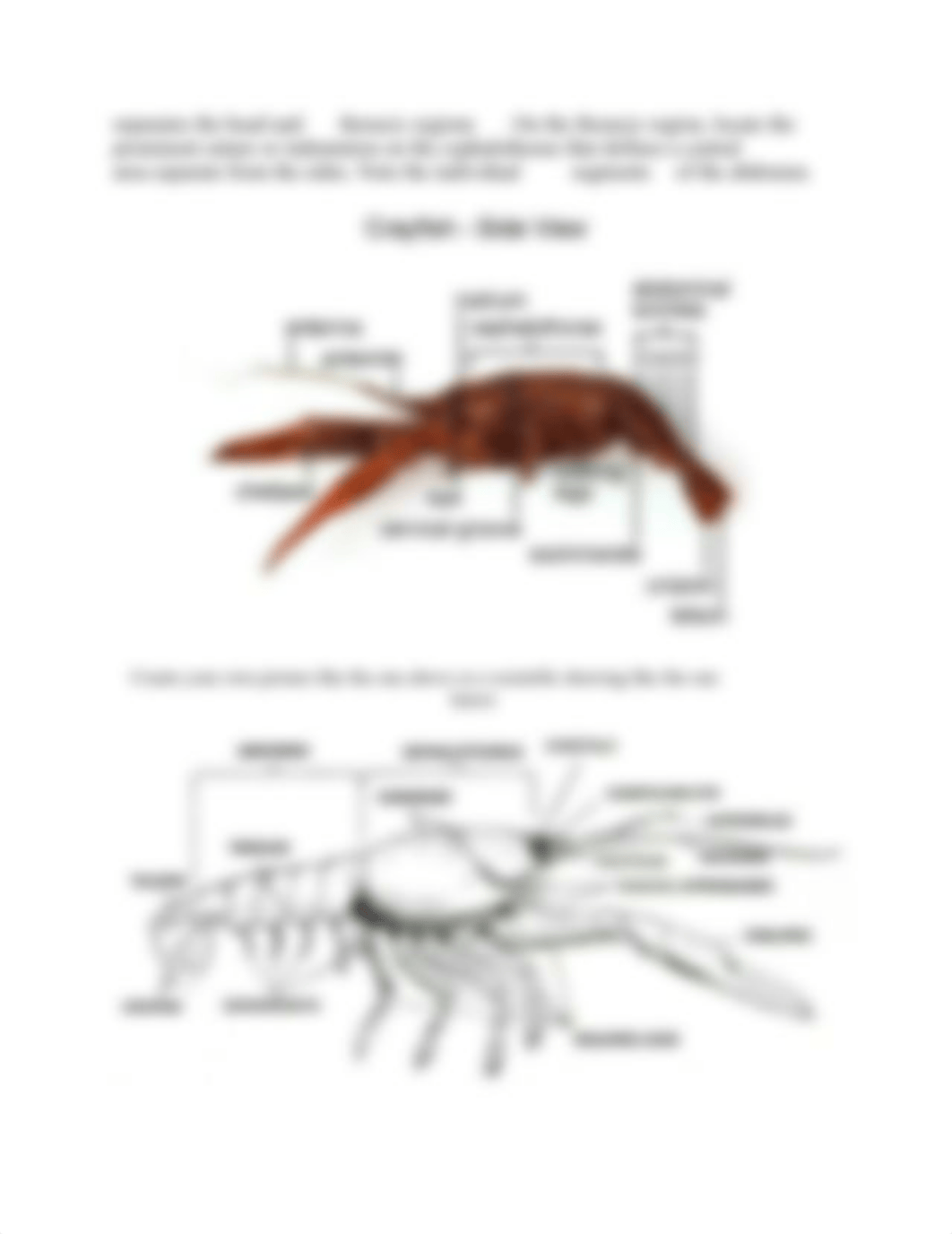 BIOL 103 Crayfish Dissection.docx_douduzozkhd_page3