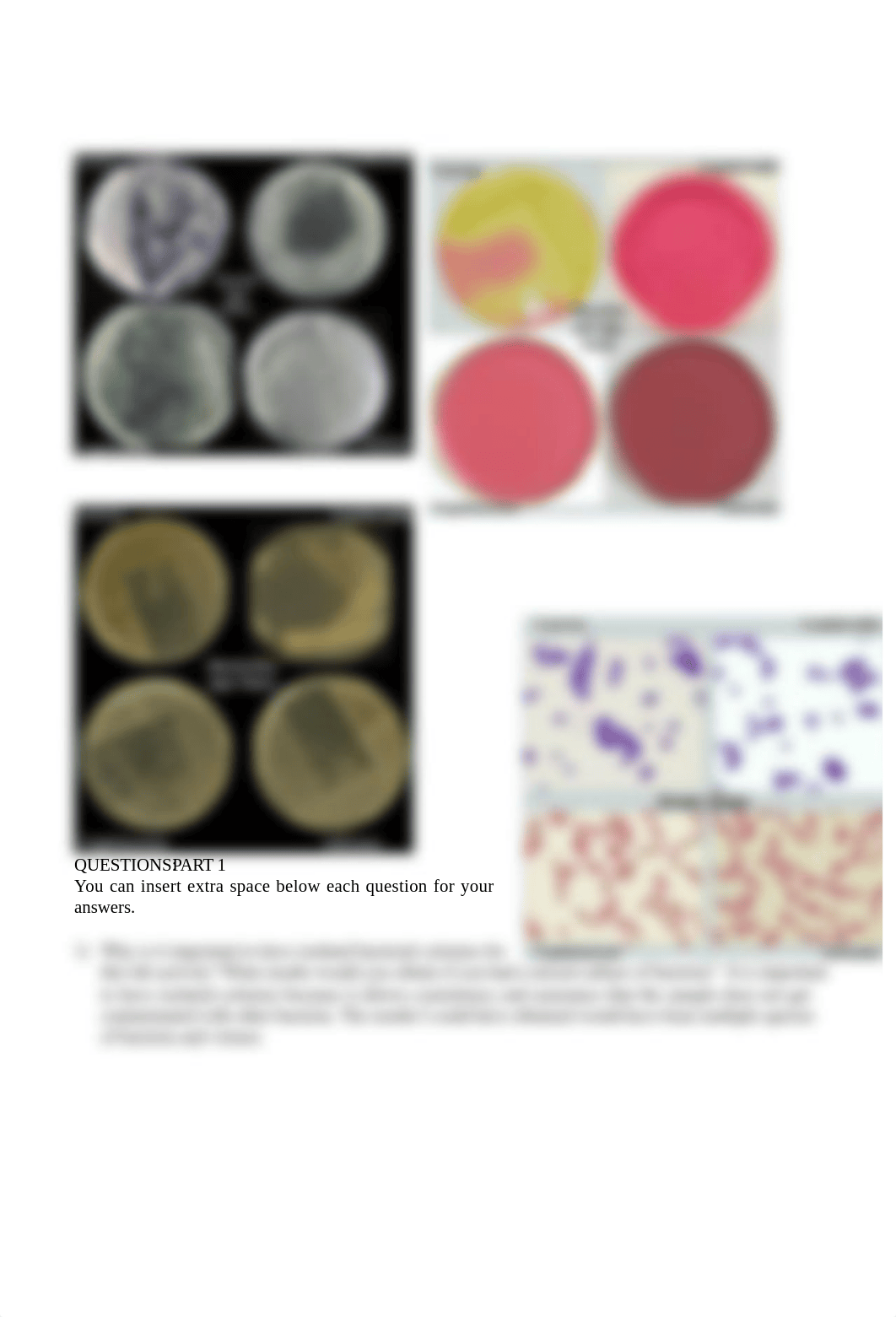 Lab 13 - Bacteria of GI Tract.docx_doujhb3er1v_page2