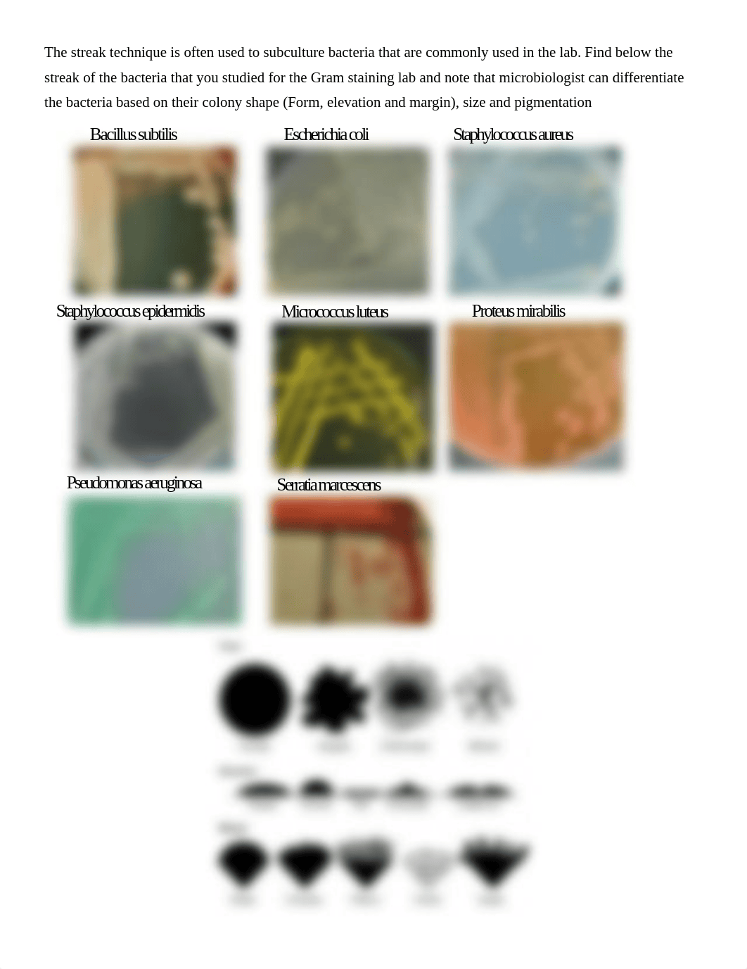 Streak plate.docx_douqh1w1eeg_page1