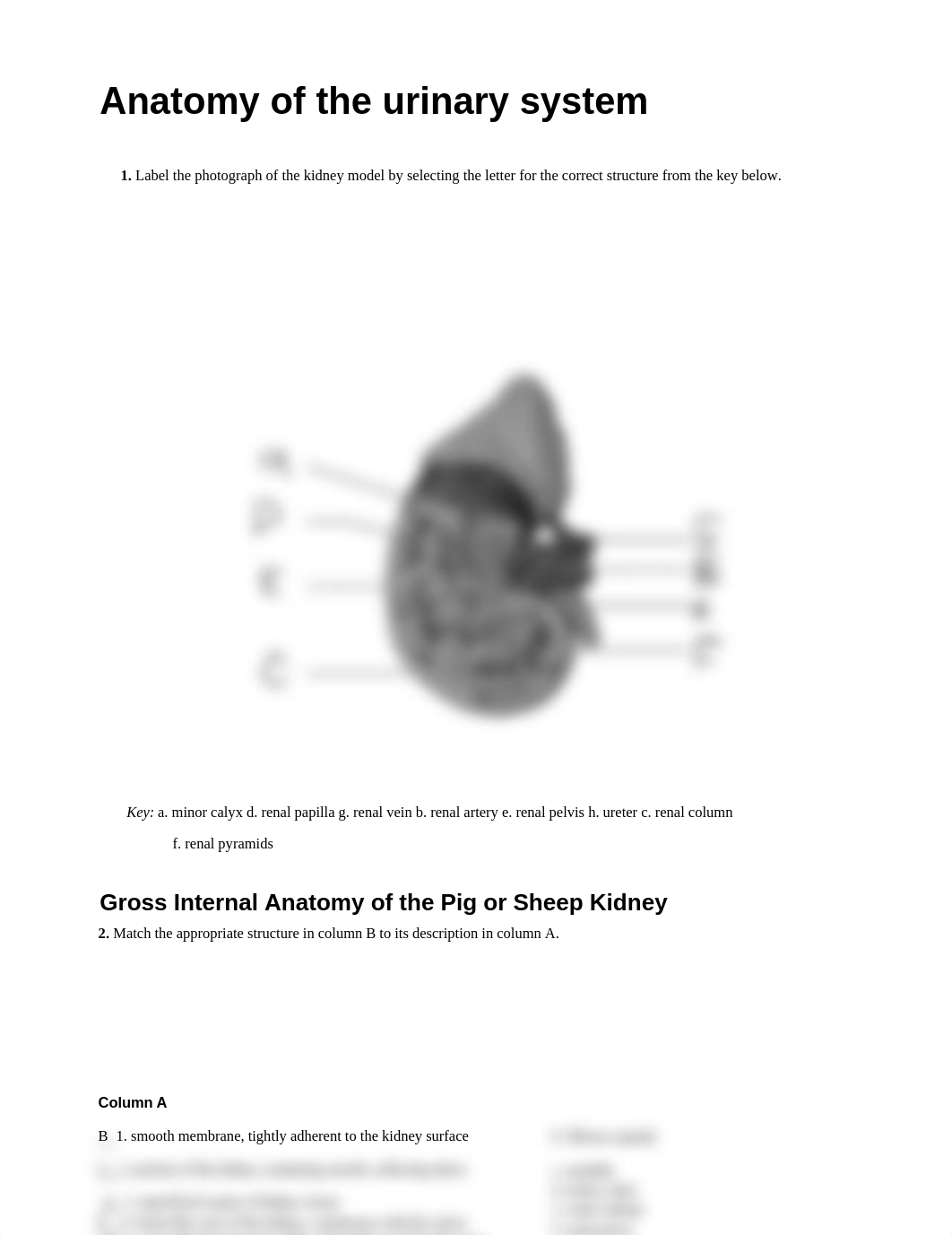 ex_40_Urinary system Lab.docx_dovjxe7g4ow_page1