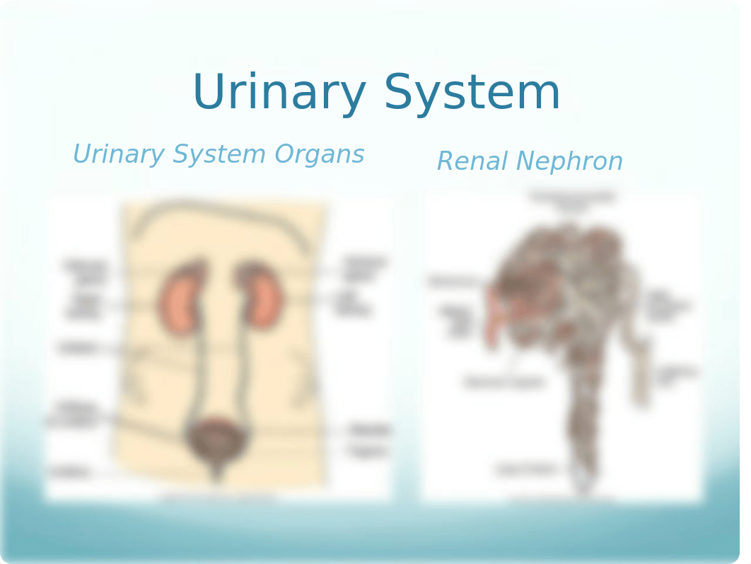 Urinary Elimination Lecture Slides_dow2a1kv881_page3