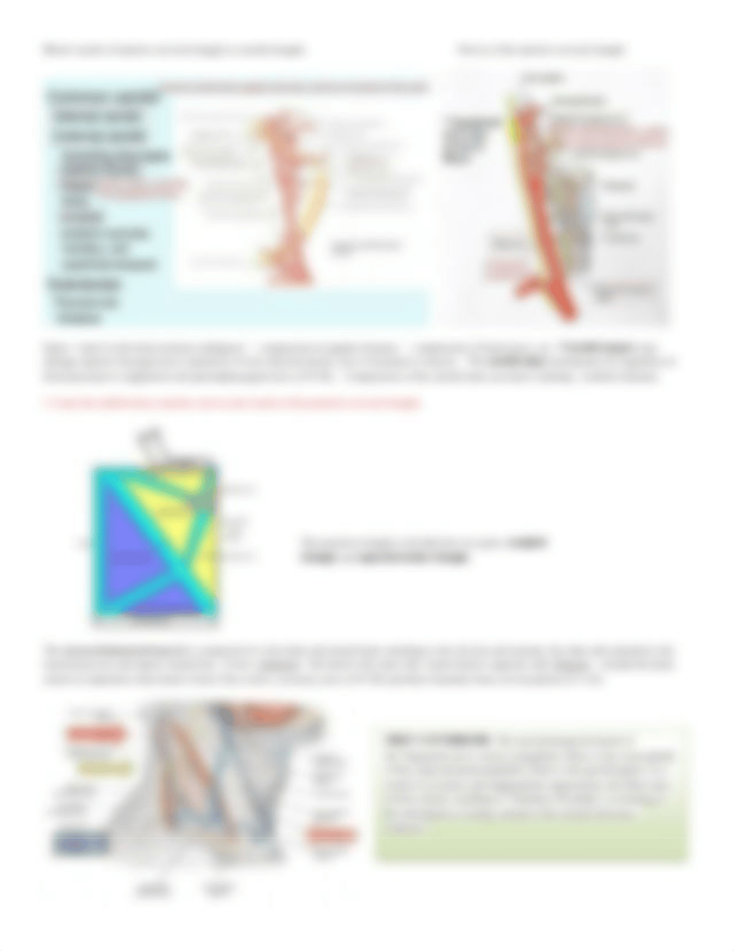 Triangles of the Neck.pdf_dow5cxtnncp_page2