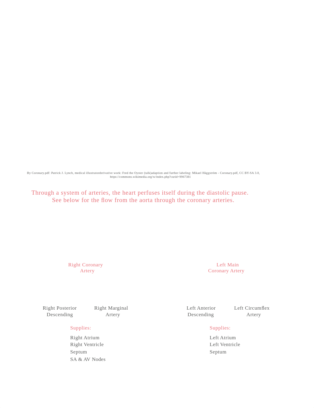 cs-cardiac-047-coronary_circulation.pdf_dowj3jbj7de_page1