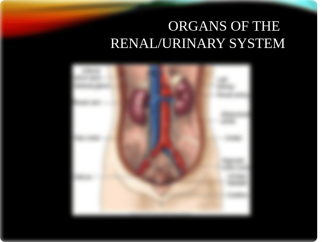 NUR 425 Genitourinary Student BSNA F2018 [Autosaved].pptx_dox5amxhqcx_page5