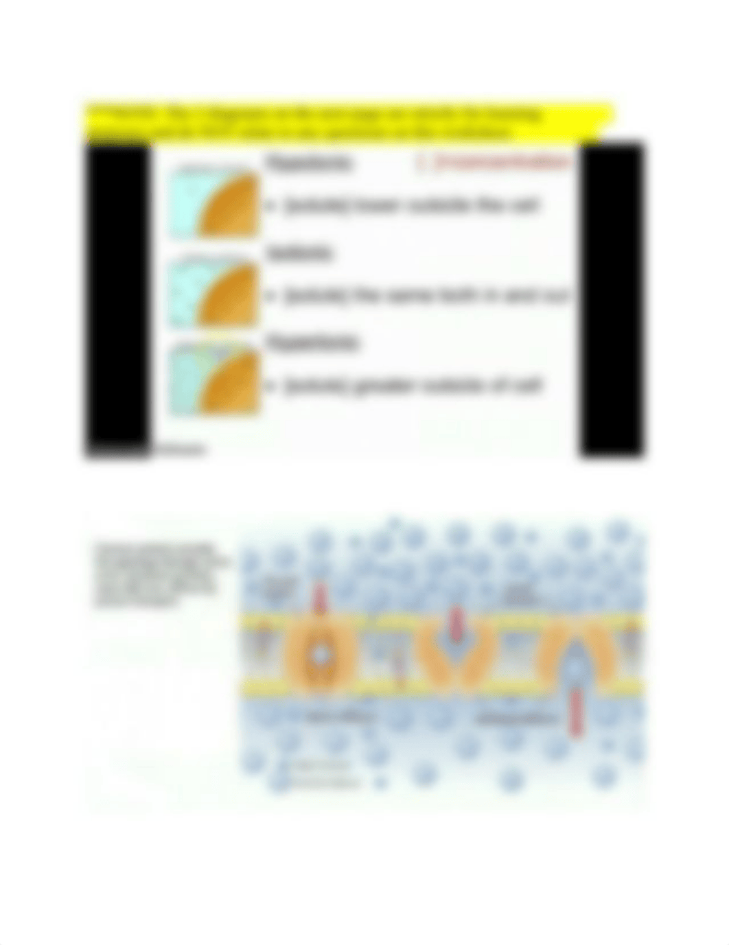 Cell Membrane Transport Worksheet .docx_dox6d2chjsr_page3