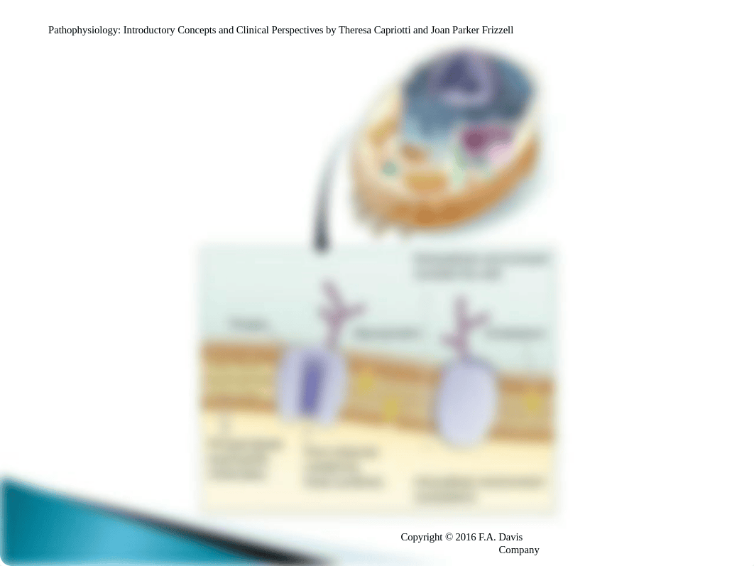 1.0NUR280 Chpt 1,2,3,4,5,6.ppt_doxr9xso16v_page5