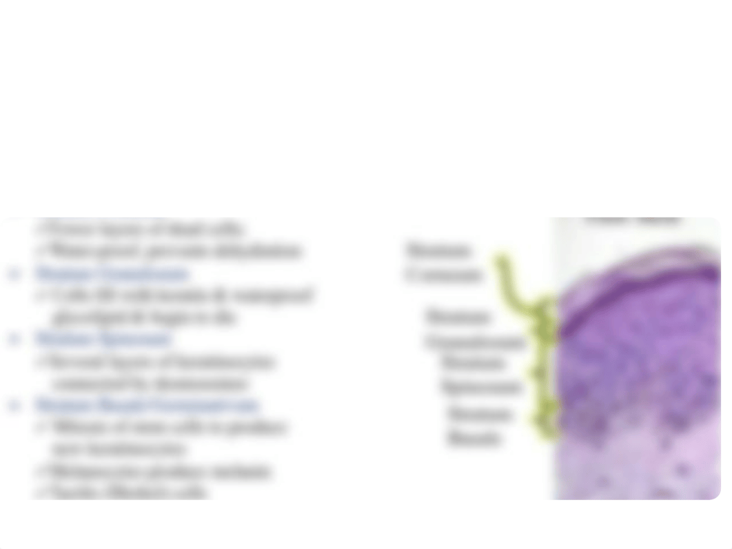 168-05 Integumentary FA17.pdf_doy0yvf8x9j_page4