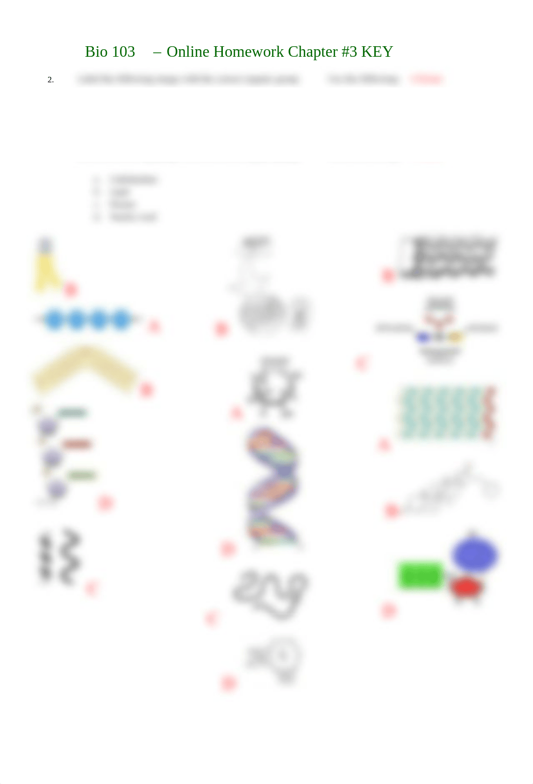 Bio 103 Homework 3 - Organic Macromolecules KEY.pdf_doy7ytlyby0_page2