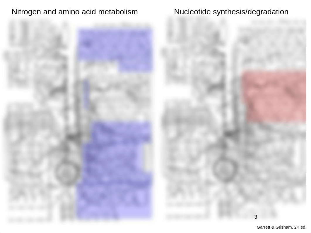 20171009 FJ 08 Lipids_AA_Nucleic acids_class.pptx_doynu7uirxt_page3