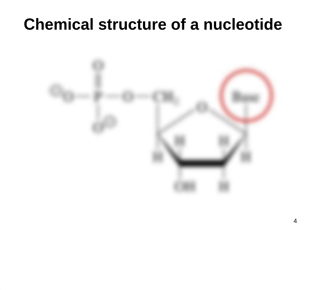 20171009 FJ 08 Lipids_AA_Nucleic acids_class.pptx_doynu7uirxt_page4