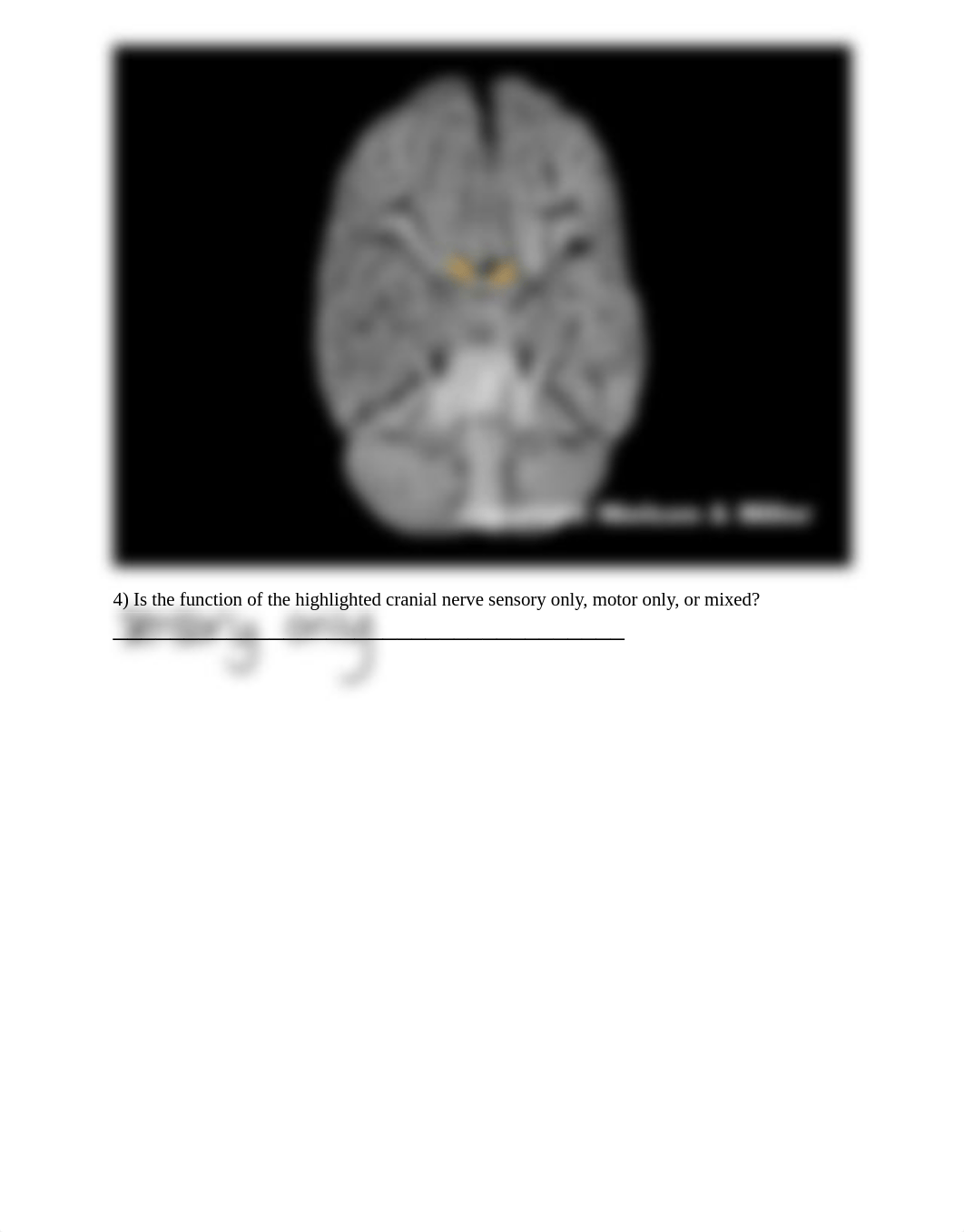 31_cranial_nerves_anatomy_and_physiology_Worksheet.pdf_doyqvj9b5hn_page3