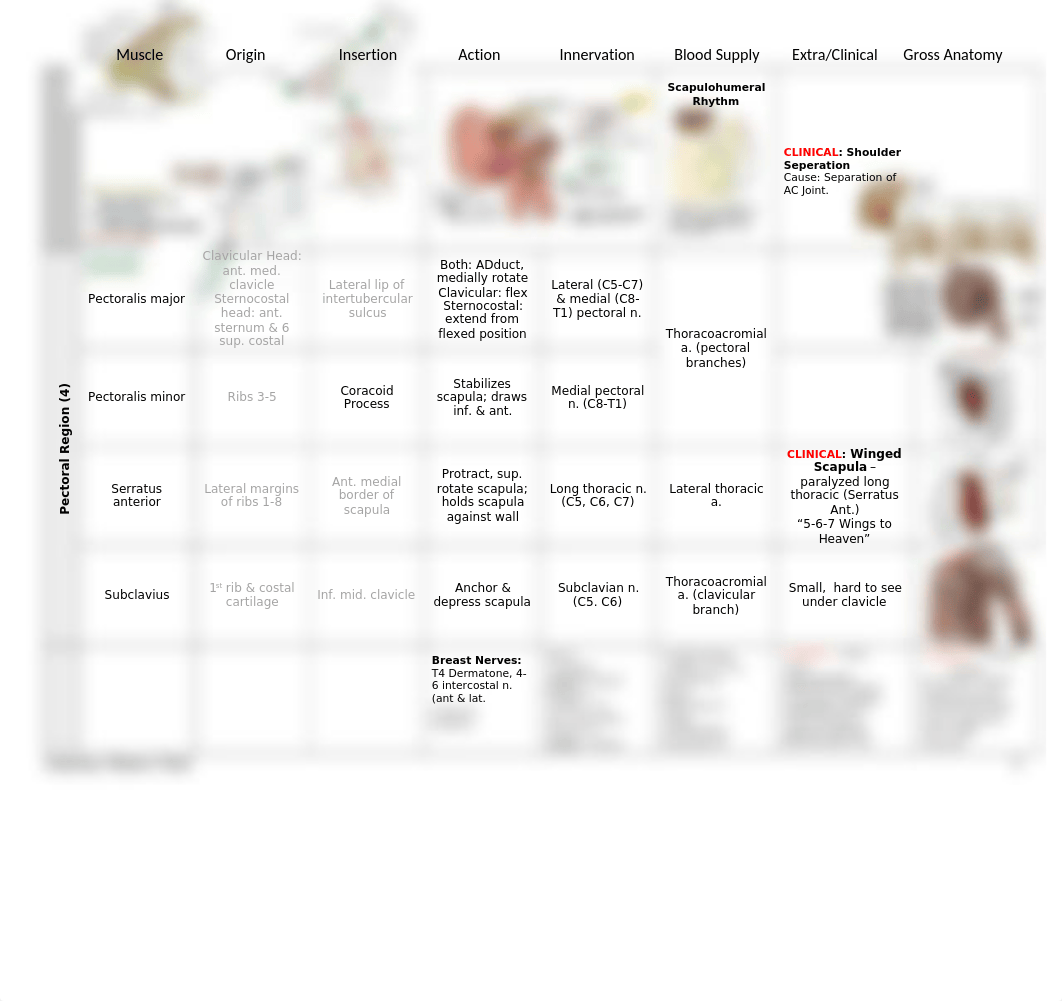 Master_Anatomy_Chart_013118.docx_doz97d0zaak_page2