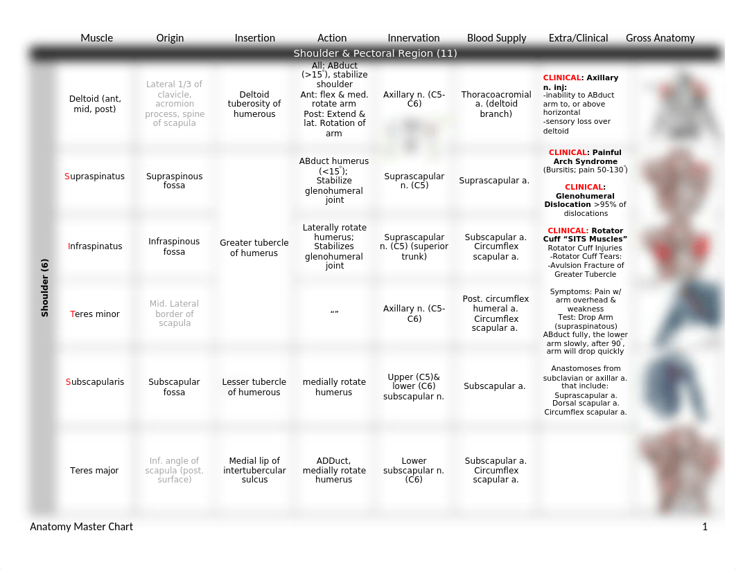 Master_Anatomy_Chart_013118.docx_doz97d0zaak_page1