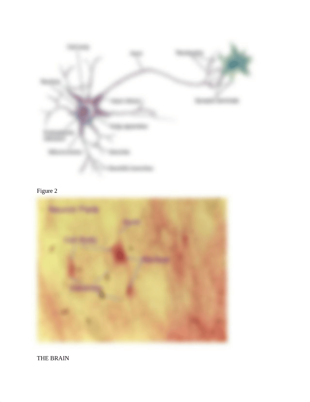 Brockman The nervous system lab_dp0fnr1ma31_page2