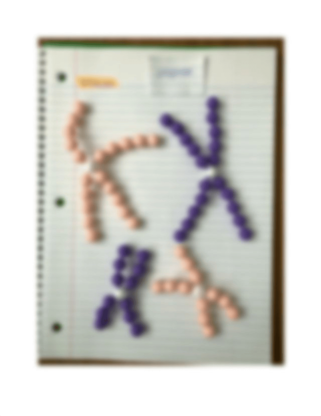 Module 3 Lab - Mitosis & Meiosis.docx_dp12ksqs3n4_page1